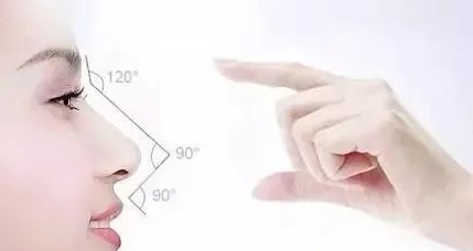 鼻子 構造